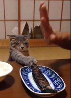 43128
