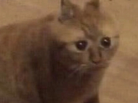 64753